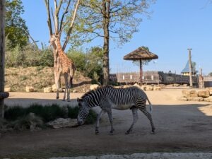 Bellewaerde Park Review ()