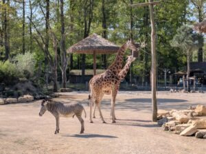 Bellewaerde Park Review ()