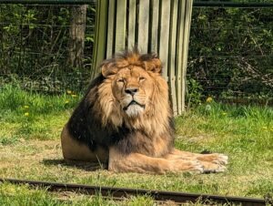 Bellewaerde Park Review ()