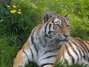 Bellewaerde Park Review ()