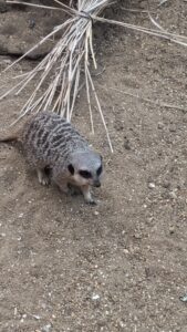 Paultons Park Review ()