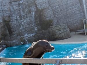 Pleasurewood Chills Review ()