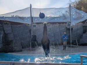 Pleasurewood Chills Review ()