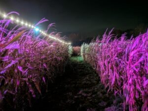 Statfold Scream Park Review ()