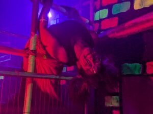 The Howl Review ()