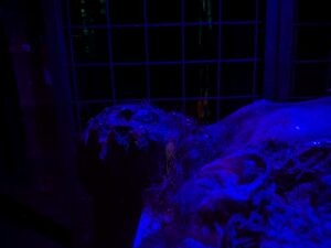 Tulleys Shocktoberfest Review ()