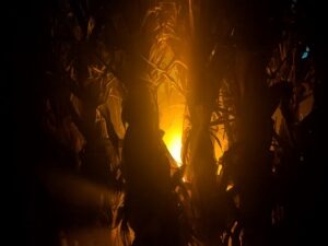 Tulleys Shocktoberfest Review ()