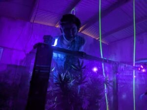 York Hallowscream Review ()