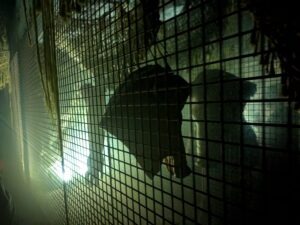 York Hallowscream Review ()