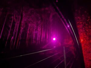 Zip World Festive Forest Review ()