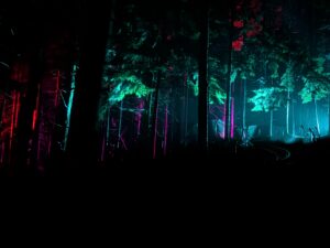 Zip World Festive Forest Review ()