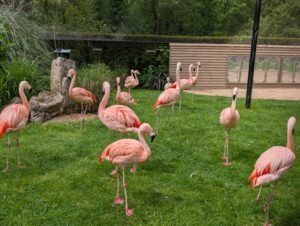 Paultons Park Review ()
